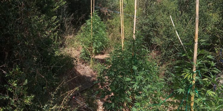 Εντοπίστηκε οργανωμένη φυτεία δενδρυλλίων κάνναβης στην Ηλεία
