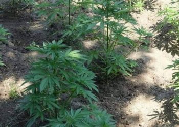 ΓΑΣΤΟΥΝΗ: Σύλληψη για κατοχή ναρκωτικών και καταδικαστική απόφαση