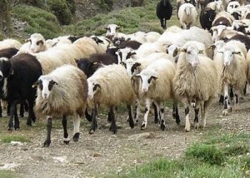 ΠΕΡΙΦΕΡΕΙΑ ΔΥΤΙΚΗΣ ΕΛΛΑΔΑΣ: Ενημέρωση και μέτρα προστασίας από τον καταρροϊκό πυρετό