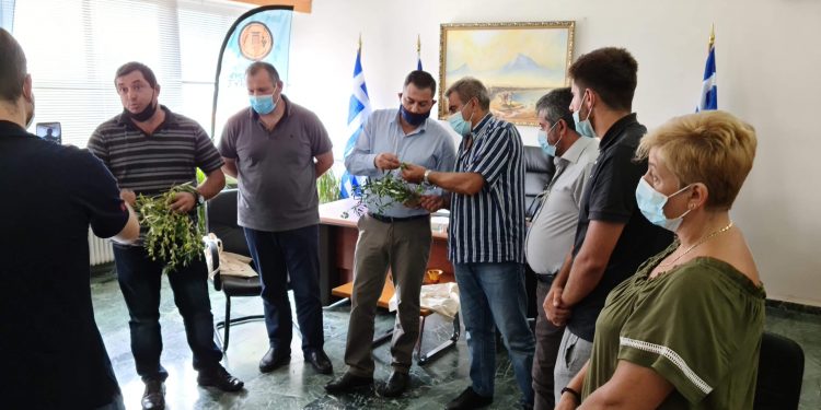 «Σάρωσαν» τις ελιές ισχυροί άνεμοι και χαλάζι…
