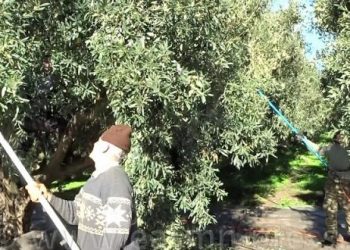 Π.Ε. ΗΛΕΙΑΣ: Ενημέρωση ελαιοτριβέων για τη διασφάλιση άριστης ποιότητας ελαιολάδου