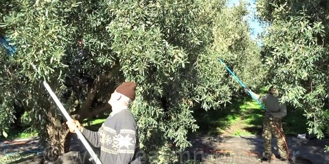 Π.Ε. ΗΛΕΙΑΣ: Ενημέρωση ελαιοτριβέων για τη διασφάλιση άριστης ποιότητας ελαιολάδου