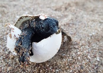 ΑΡΧΕΛΩΝ: Η φετινή απουσία ανθρωπογενών ενοχλήσεων από τις παραλίες διευκόλυνε απλώς την ωοτοκία των χελωνών, χωρίς όμως να προκαλέσει αύξηση του αριθμού των φωλιών