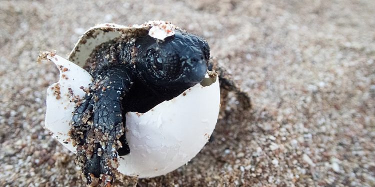 ΑΡΧΕΛΩΝ: Η φετινή απουσία ανθρωπογενών ενοχλήσεων από τις παραλίες διευκόλυνε απλώς την ωοτοκία των χελωνών, χωρίς όμως να προκαλέσει αύξηση του αριθμού των φωλιών