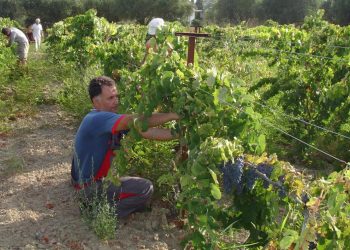 Π.Ε. ΗΛΕΙΑΣ: Άδειες φύτευσης αμπελώνων 2021