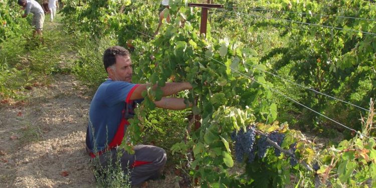 Π.Ε. ΗΛΕΙΑΣ: Άδειες φύτευσης αμπελώνων 2021