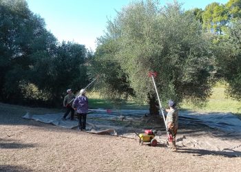 ΔΗΜΟΣ ΑΝΔΡΙΤΣΑΙΝΑΣ-ΚΡΕΣΤΕΝΩΝ: Προσφορά ελαιολάδου σε άτομα που έχουν ανάγκη