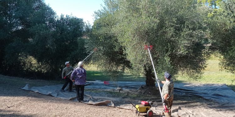 ΔΗΜΟΣ ΑΝΔΡΙΤΣΑΙΝΑΣ-ΚΡΕΣΤΕΝΩΝ: Προσφορά ελαιολάδου σε άτομα που έχουν ανάγκη