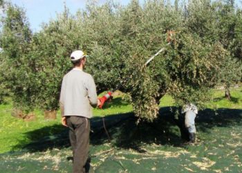 Π.Ε ΗΛΕΙΑΣ: Εισφορά Δακοκτονίας για το ελαιοκομικό έτος 2020 -2021
