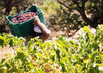 Π.Ε. ΗΛΕΙΑΣ: Άνοιξε η εφαρμογή για την υποβολή αιτήσεων νέων φυτεύσεων οινοποιήσιμων ποικιλιών  αμπέλου για το έτος 2021