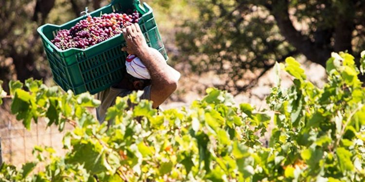 Π.Ε. ΗΛΕΙΑΣ: Άνοιξε η εφαρμογή για την υποβολή αιτήσεων νέων φυτεύσεων οινοποιήσιμων ποικιλιών αμπέλου για το έτος 2021