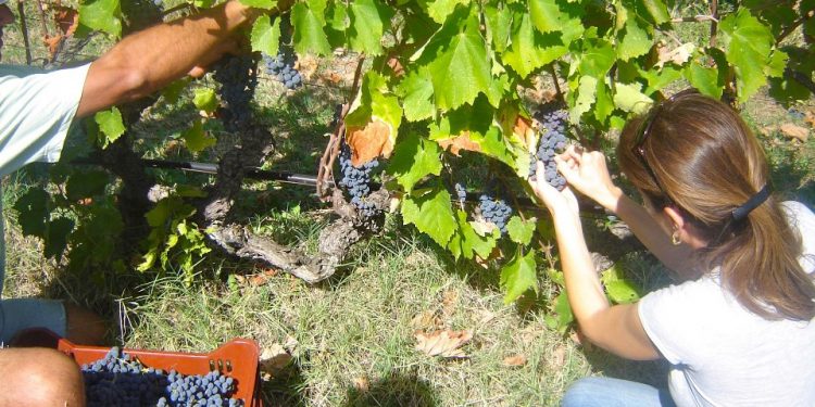 Π.Ε. ΗΛΕΙΑΣ: Άδειες φύτευσης αμπελώνων