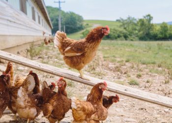 ΠΕΡΙΦΕΡΕΙΑ ΔΥΤΙΚΗΣ ΕΛΛΑΔΑΣ: Συστάσεις από τη Διεύθυνση Κτηνιατρικής για λήψη μέτρων κατά της Γρίπης των Πτηνών