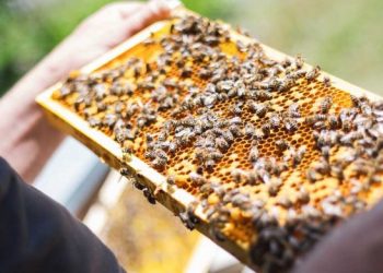 Μελισσοκομικό Πρόγραμμα 2021 – Οδηγίες συμμετοχής στις δράσεις 3.1 «Εξοπλισμός για την διευκόλυνση των μετακινήσεων»