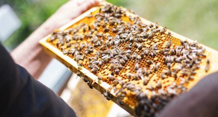Μελισσοκομικό Πρόγραμμα 2021 – Οδηγίες συμμετοχής στις δράσεις 3.1 «Εξοπλισμός για την διευκόλυνση των μετακινήσεων»