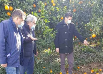 ΔΙΟΝΥΣΗΣ ΚΑΛΑΜΑΤΙΑΝΟΣ: Συνεχή τα προβλήματα για τους παραγωγούς εσπεριδοειδών