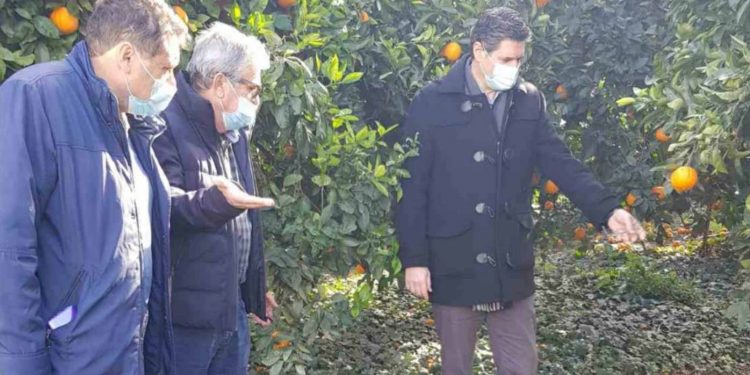 ΔΙΟΝΥΣΗΣ ΚΑΛΑΜΑΤΙΑΝΟΣ: Συνεχή τα προβλήματα για τους παραγωγούς εσπεριδοειδών
