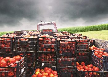 Π.Ε. ΗΛΕΙΑΣ: Εισαγωγές και Εξαγωγές φυτών, φυτικών προϊόντων και άλλων αντικειμένων στο Ηνωμένο Βασίλειο – Θέματα Φυτοϋγείας