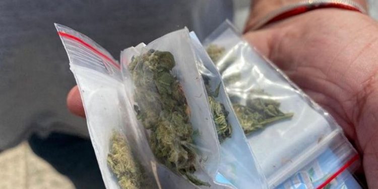 Συνελήφθη καλλιεργητής ναρκωτικών σε περιοχή της Αμαλιάδας