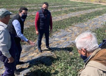 ΜΙΧΑΛΗΣ ΚΑΤΡΙΝΗΣ: “Σε αδιέξοδο οι αγρότες της Ηλείας- Άμεσες διαδικασίες για να δοθούν αποζημιώσεις από τον παγετό”