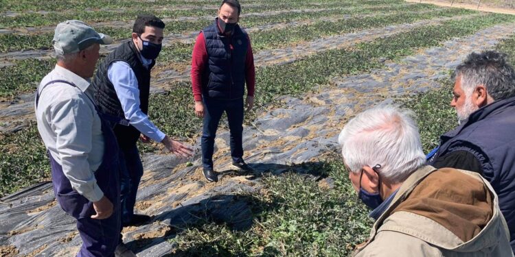 ΜΙΧΑΛΗΣ ΚΑΤΡΙΝΗΣ: “Σε αδιέξοδο οι αγρότες της Ηλείας- Άμεσες διαδικασίες για να δοθούν αποζημιώσεις από τον παγετό”