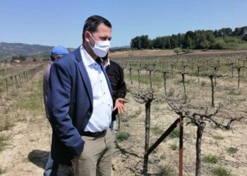 Θ.ΒΑΣΙΛΟΠΟΥΛΟΣ: Τον Ιούνιο οι δικαιούχοι αμπελουργοί του προγράμματος “Πράσινου Τρύγου”