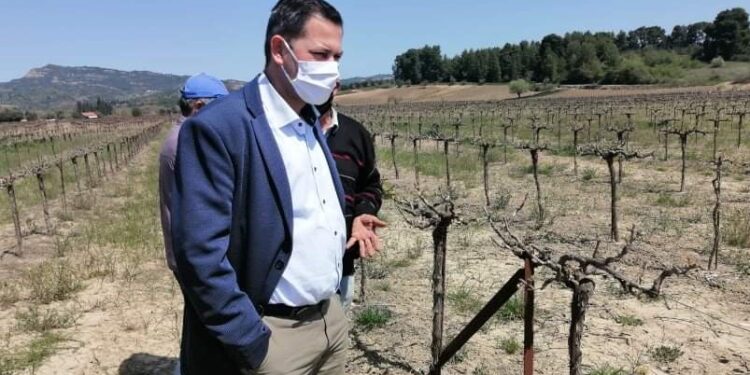 Θ.ΒΑΣΙΛΟΠΟΥΛΟΣ: Τον Ιούνιο οι δικαιούχοι αμπελουργοί του προγράμματος “Πράσινου Τρύγου”