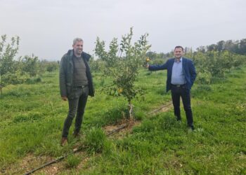 Δυναμική καλλιέργεια  ο «κίτρινος θησαυρός» στην Π.Ε Ηλείας