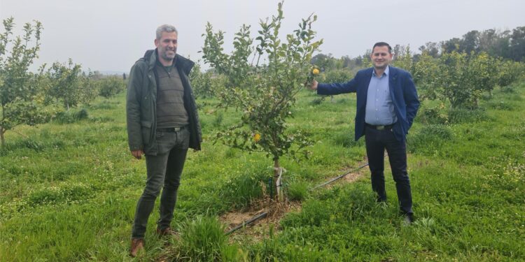 Δυναμική καλλιέργεια  ο «κίτρινος θησαυρός» στην Π.Ε Ηλείας