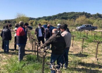 ΑΝΔΡΕΑΣ ΝΙΚΟΛΑΚΟΠΟΥΛΟΣ: “Η καταστροφή του παγετού είναι μεγάλη και η πίεση προς τον ΕΛΓΑ πρέπει να είναι μεγαλύτερη”