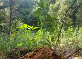 Συνελήφθη άνδρας σε περιοχή της Ηλείας για καλλιέργεια ναρκωτικών