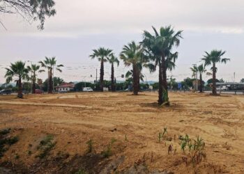 ΔΗΜΟΣ ΗΛΙΔΑΣ: Φοίνικες στην είσοδο της Αμαλιάδας