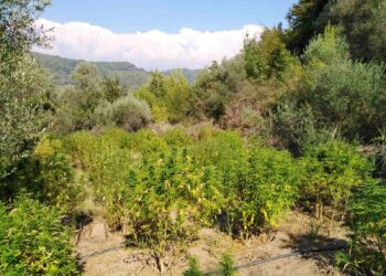 Εντοπίστηκε φυτεία δενδρυλλίων κάνναβης σε περιοχή της Ηλείας