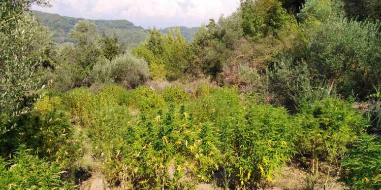 Εντοπίστηκε φυτεία δενδρυλλίων κάνναβης σε περιοχή της Ηλείας