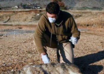 Π.Ε. ΗΛΕΙΑΣ: Διαχείριση νεκρών ζώων μετά από φυσικές καταστροφές