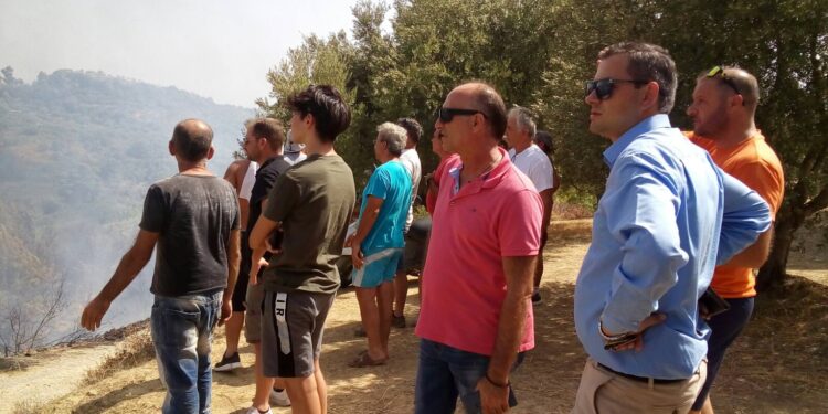 Ζητούν στήριξη τα ελαιοτριβεία στις πυρόπληκτες περιοχές, περίπου 500.000 ρίζες ελιές έγιναν στάχτη!