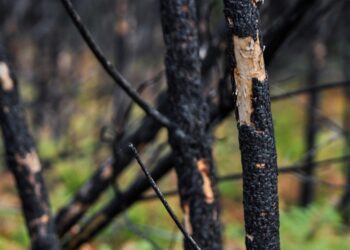 Δήμος Αρχαίας Ολυμπίας: Κίνδυνος ατυχημάτων από καμένα δέντρα