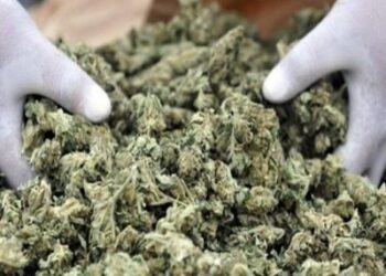 Συνελήφθη άνδρας στην Ηλεία για καλλιέργεια και κατοχή ναρκωτικών