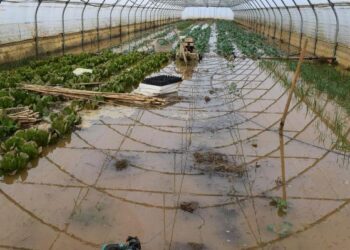 Αιτήσεις στην Δνση Αγροτικής Οικονομίας Π.Ε Ηλείας από αγροτοκτηνοτρόφους  για καταγραφή ζημιών από πλημμύρες