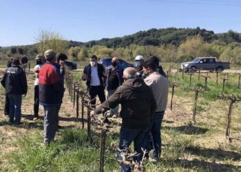 ΑΝΔΡΕΑΣ ΝΙΚΟΛΑΚΟΠΟΥΛΟΣ: “Αναγκαία η συνδεδεμένη ενίσχυση για τα «πληγωμένα» αγροτικά προϊόντα”