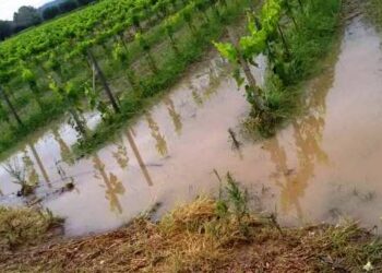 Αιτήσεις δήλωσης ζημιάς σε γεωργικές εκμεταλλεύσεις
