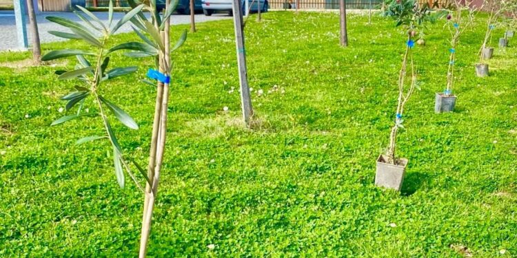 ΔΗΜΟΣ ΠΥΡΓΟΥ: Φυτεύτηκαν 100 ελαιόδεντρα στο Θεματικό Πάρκο Ξυστρή