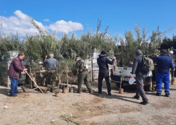 Ξεκίνησε η δωρεά ελαιοδέντρων από το «Arete Fund» στους πυρόπληκτους ελαιοπαραγωγούς του Δ. Αρχαίας Ολυμπίας