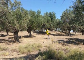 Π.Ε. ΗΛΕΙΑΣ: Τεχνικό δελτίο Διαχείρισης Φυτοπροστασίας της ελιάς κατά την Εαρινή περίοδο