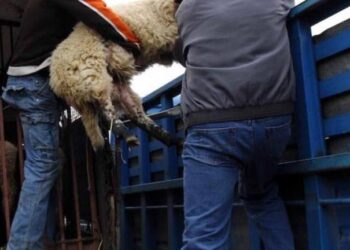 ΑΜΑΛΙΑΔΑ: Εξιχνίαση ζωοκλοπής