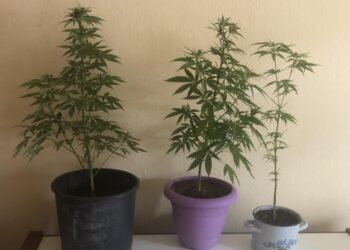 ΓΑΣΤΟΥΝΗ: Συνελήφθη για καλλιέργεια κάνναβης
