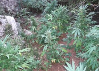 Συνελήφθη άνδρας στην Ηλεία για καλλιέργεια και κατοχή ναρκωτικών