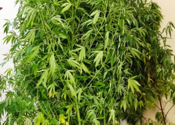 Συνελήφθη ημεδαπός άνδρας στην Ηλεία για καλλιέργεια και κατοχή ναρκωτικών