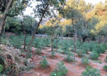 Συνελήφθησαν δύο άτομα σε περιοχή της Αρχαίας Ολυμπίας για καλλιέργεια και κατοχή ναρκωτικών