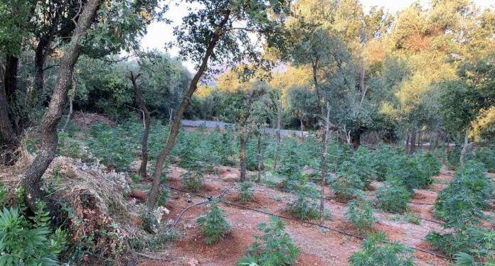 Συνελήφθησαν δύο άτομα σε περιοχή της Αρχαίας Ολυμπίας για καλλιέργεια και κατοχή ναρκωτικών